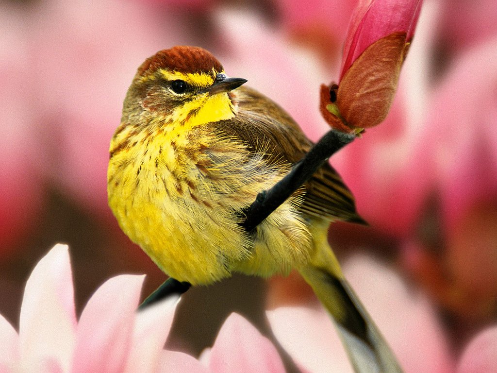 Male Palm Warbler